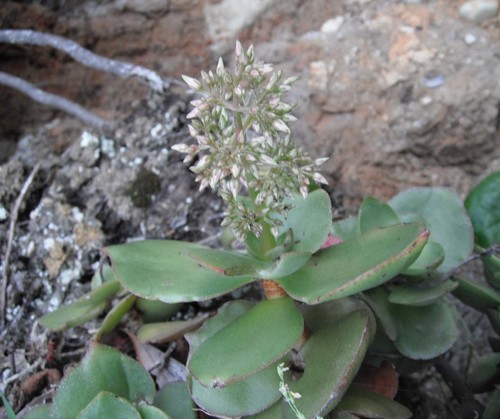 Crassula lactea (Crassula lactea)