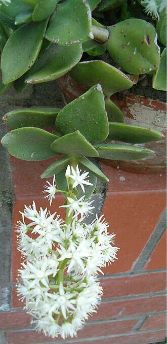 Crassula lactea: Location: Botanical Gardens Berlin Dahlem Xerophyt