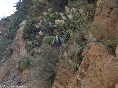Crassula lactea (Crassula lactea)