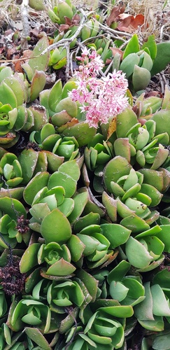 Crassula lactea (Crassula lactea)
