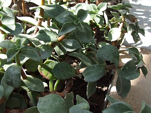 Crassula lactea: Crassula lactea