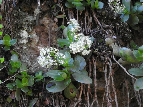 Crassula lactea (Crassula lactea)
