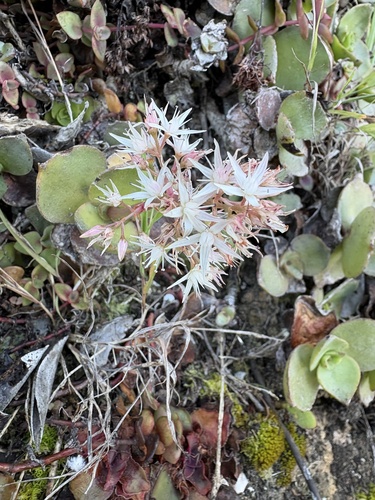 Crassula lactea (Crassula lactea)