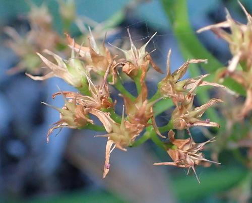 Crassula lactea (Crassula lactea)
