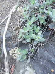 Crassula lactea (Crassula lactea)