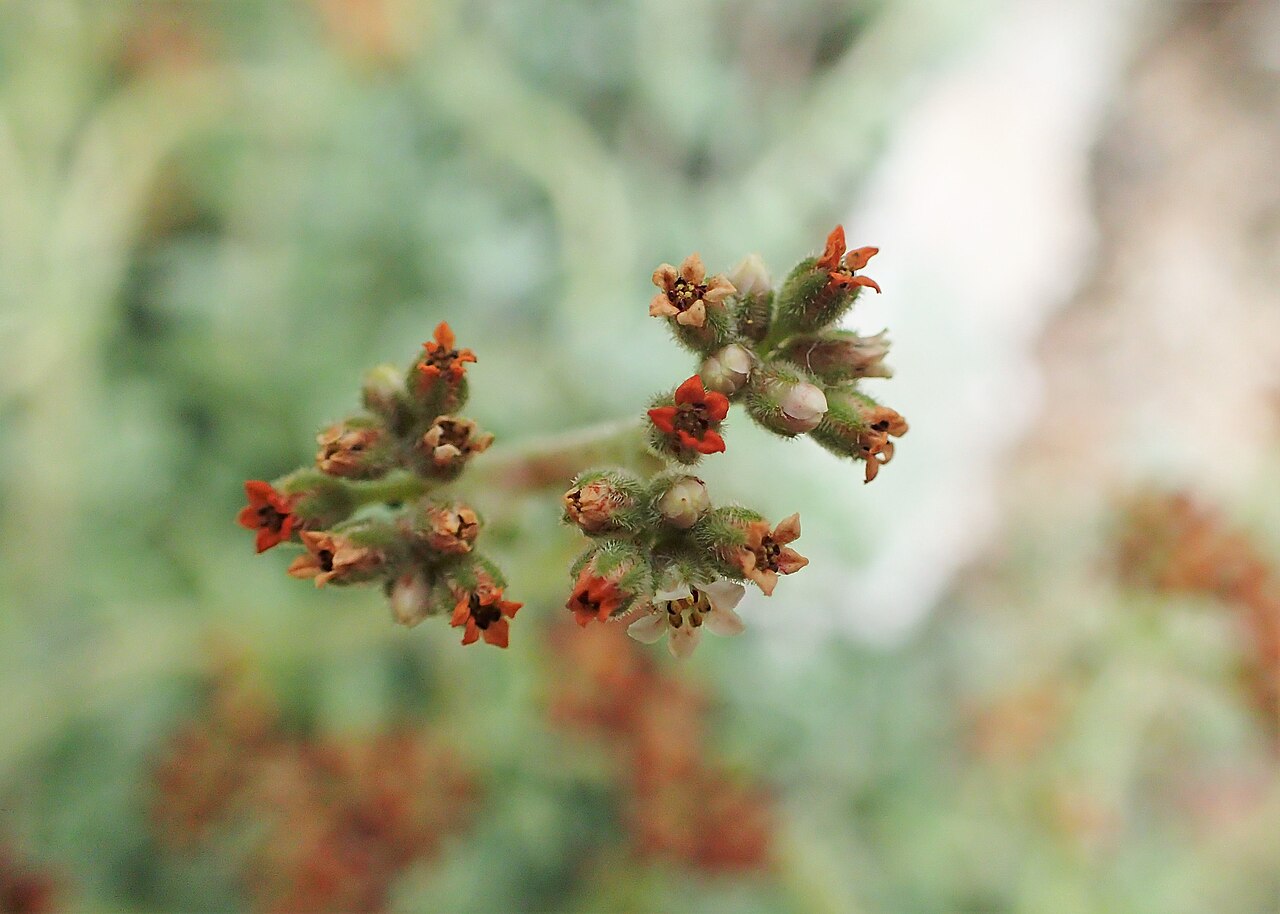 Crassula lanuginosa: Crassula lanuginosa in Wrocław University Botanical Garden