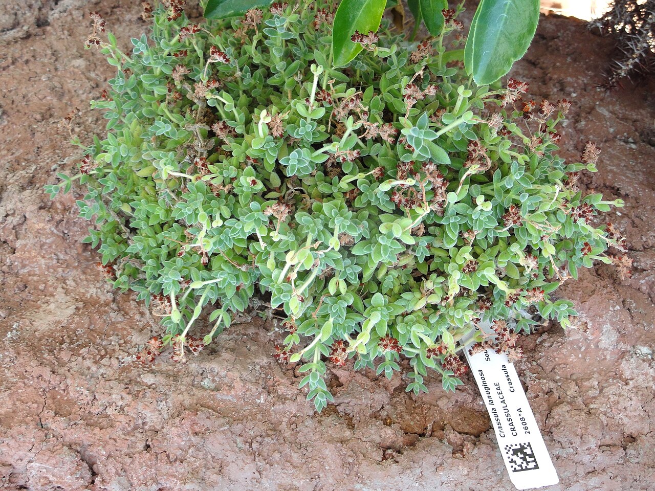 Crassula lanuginosa: Botanical specimen in the Lyman Plant House, Smith College, Northampton, Massachusetts, USA.