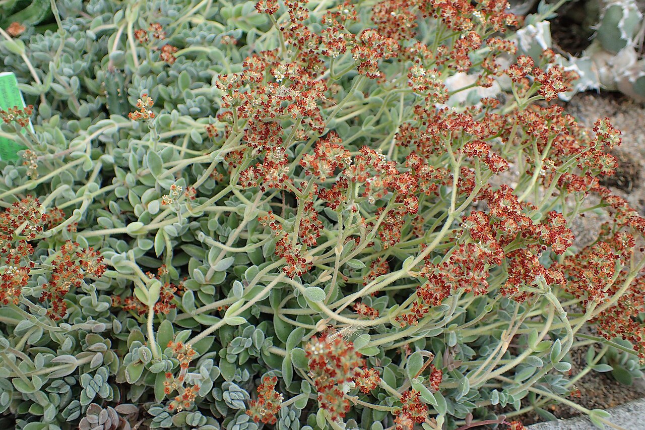 Crassula lanuginosa: Crassula lanuginosa in Wrocław University Botanical Garden