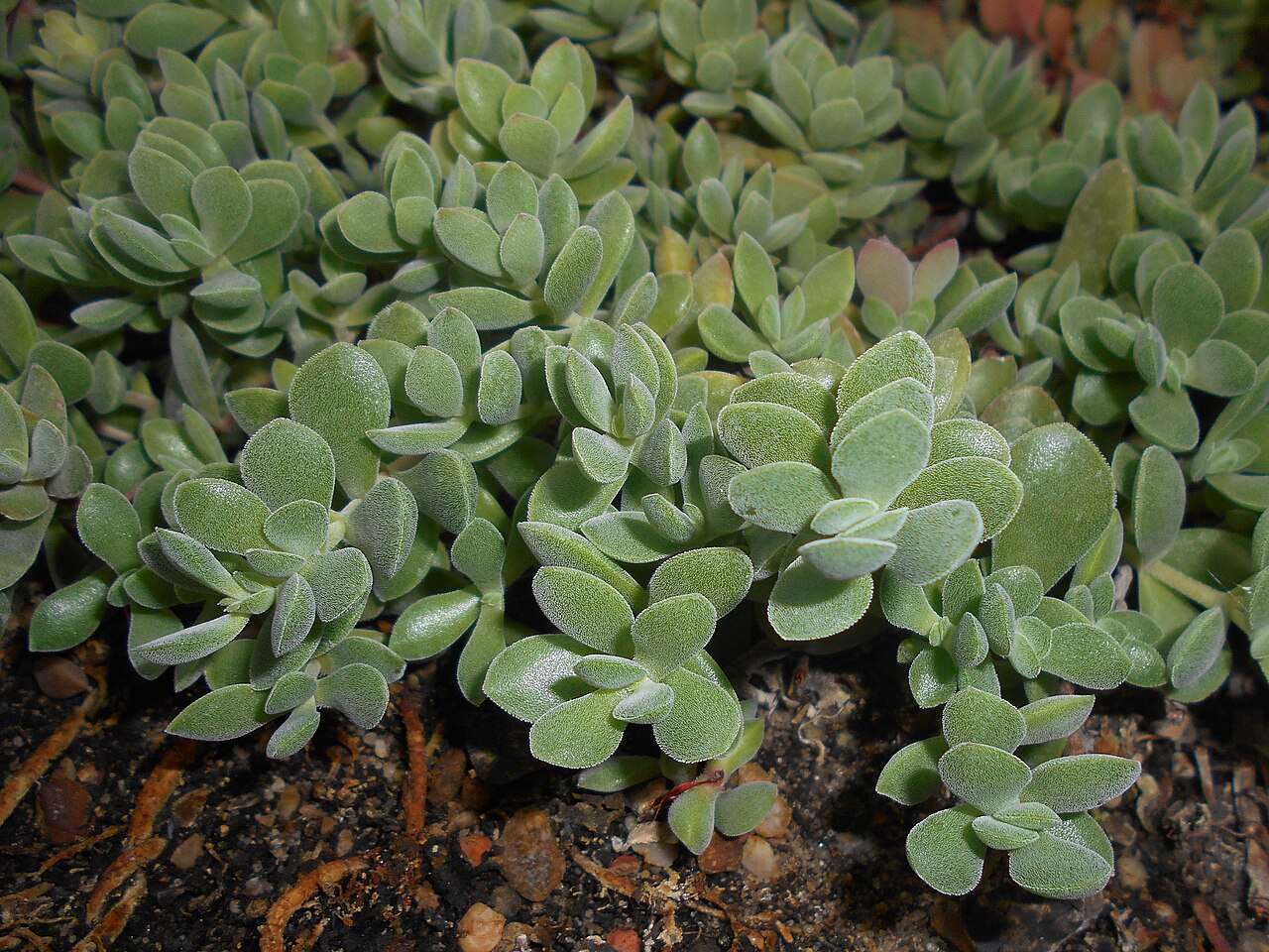 Crassula lanuginosa: Crassula lanuginosa , Ogród Botaniczny Uniwersytetu Wrocławskiego.
