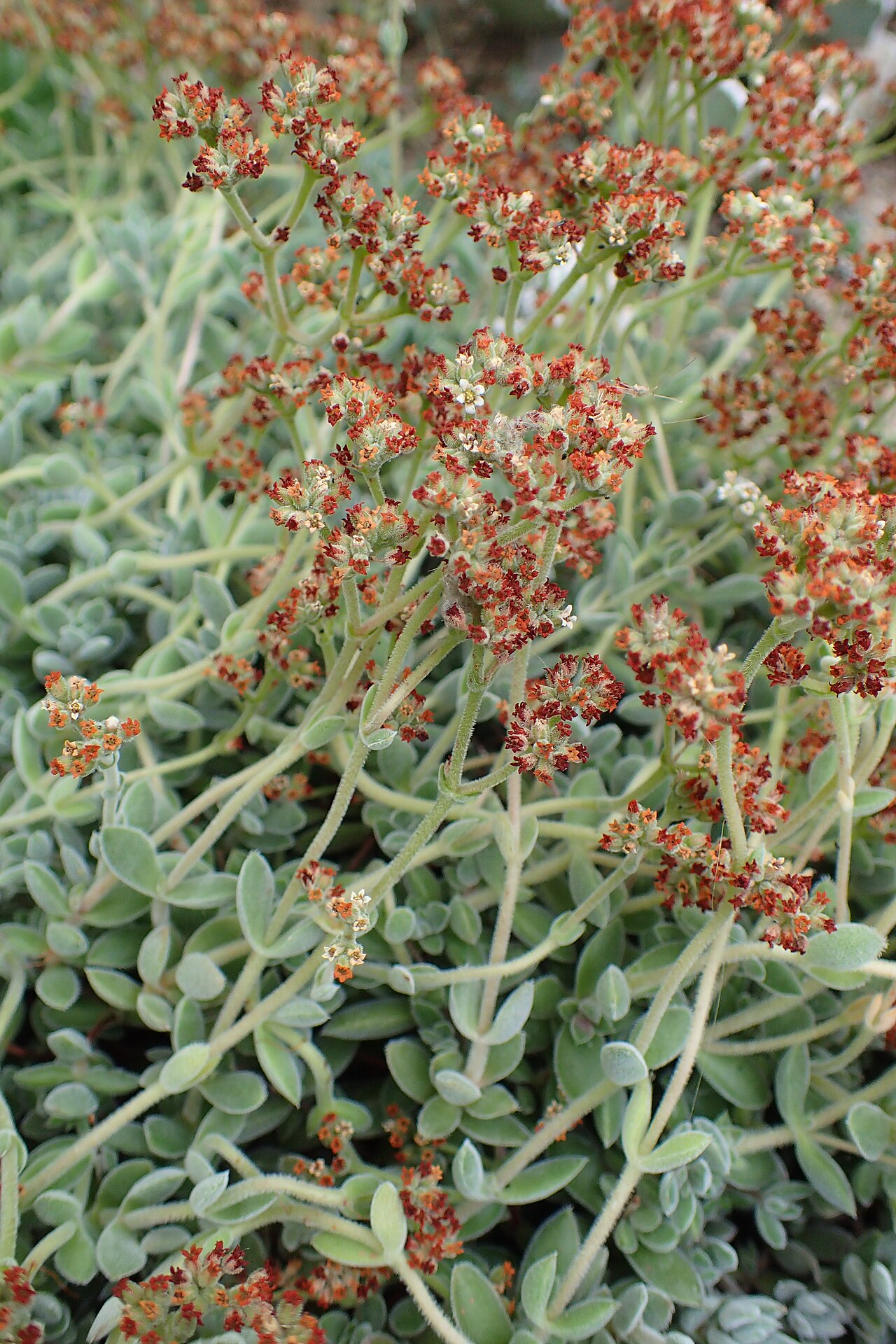 Crassula lanuginosa: Crassula lanuginosa in Wrocław University Botanical Garden