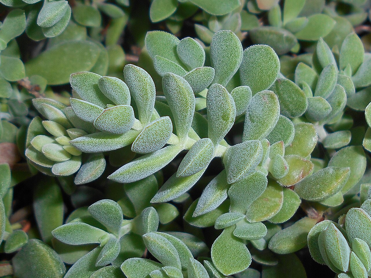 Crassula lanuginosa: Crassula lanuginosa , Ogród Botaniczny Uniwersytetu Wrocławskiego.