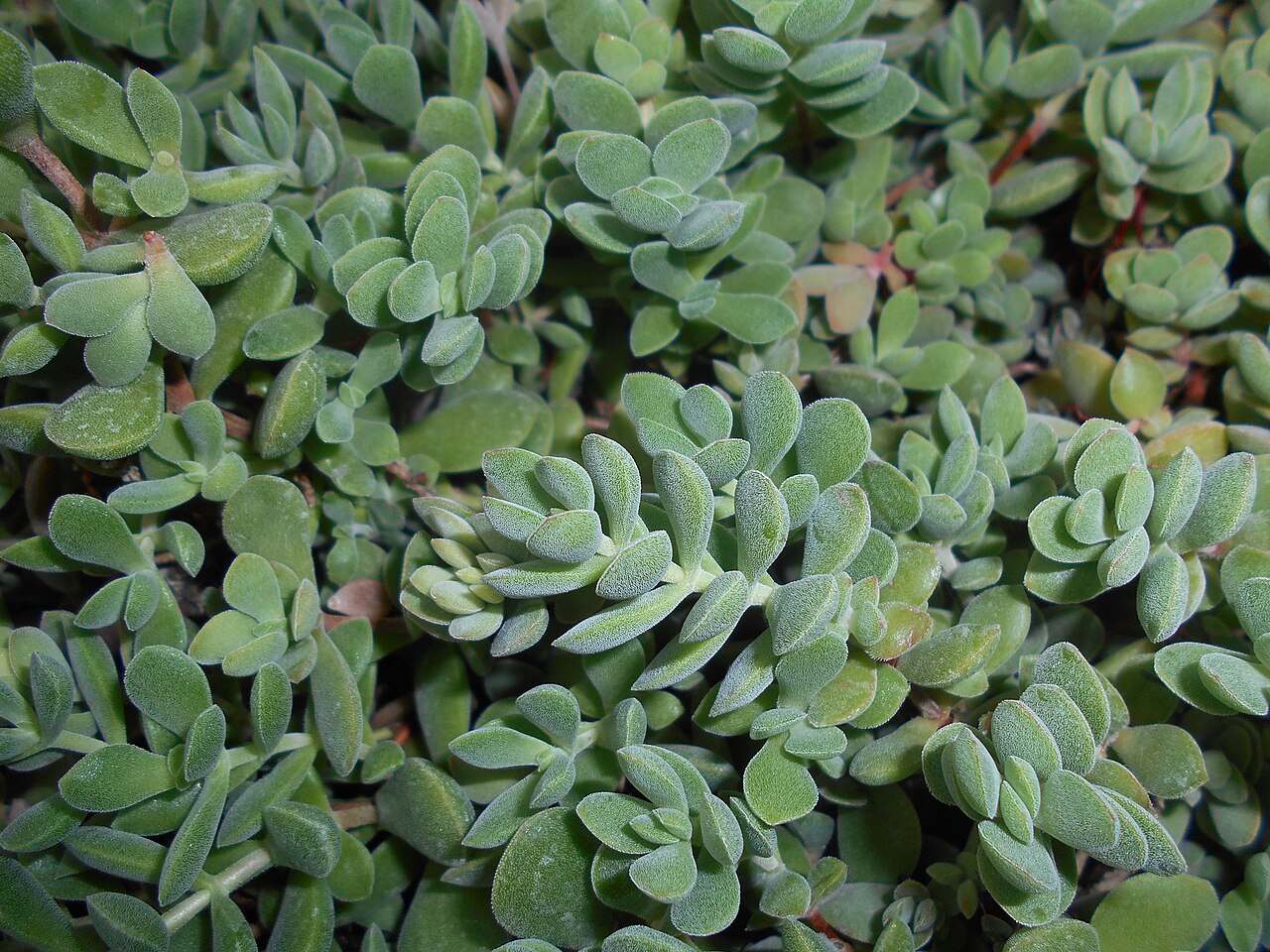 Crassula lanuginosa: Crassula lanuginosa , Ogród Botaniczny Uniwersytetu Wrocławskiego.