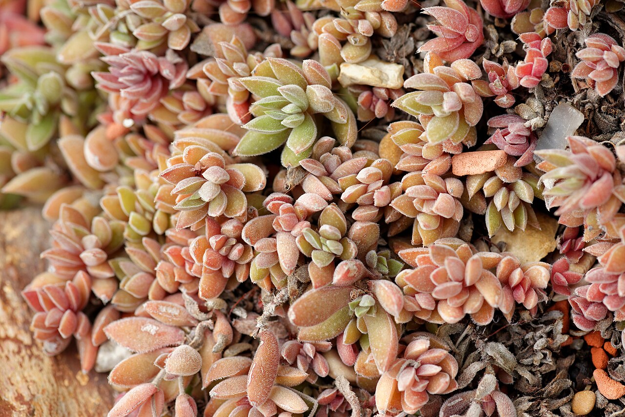 Crassula lanuginosa: Crassula pachystemon in the Deserts greenhouse at the Jardin des Plantes in Paris.