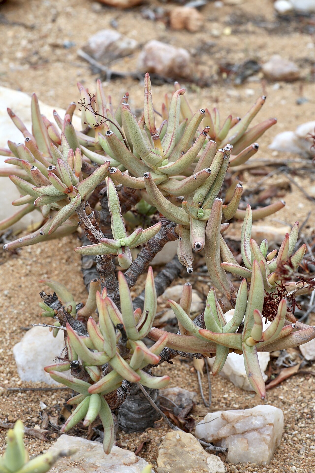 Crassula macowaniana: Goegap Nature Reserve garden, Springbok, Namaqualand, Northern Cape, South Africa