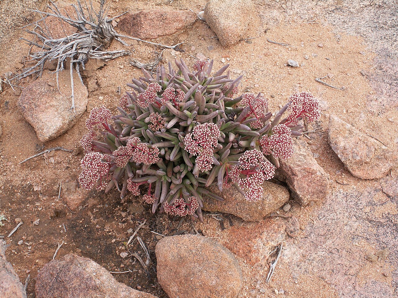 Crassula macowaniana: Crassulaceae Crassula macowaniana , Richtersveld National Park, Richtersveld Local Municipality, Namakwa District Municipality, Northern Cape, South Africa