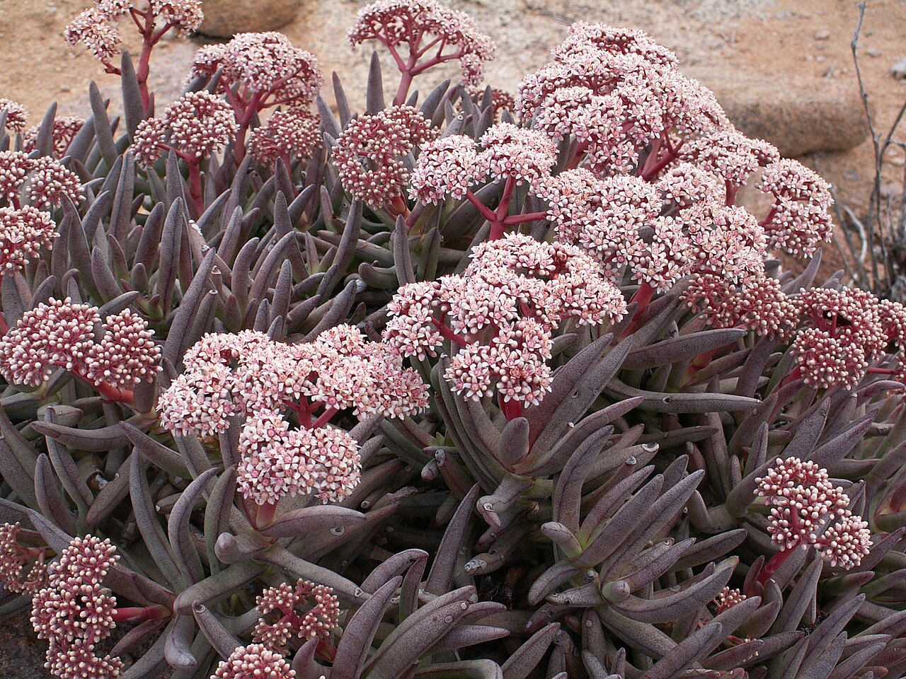Crassula macowaniana: Crassulaceae Crassula macowaniana , Richtersveld National Park, Richtersveld Local Municipality, Namakwa District Municipality, Northern Cape, South Africa