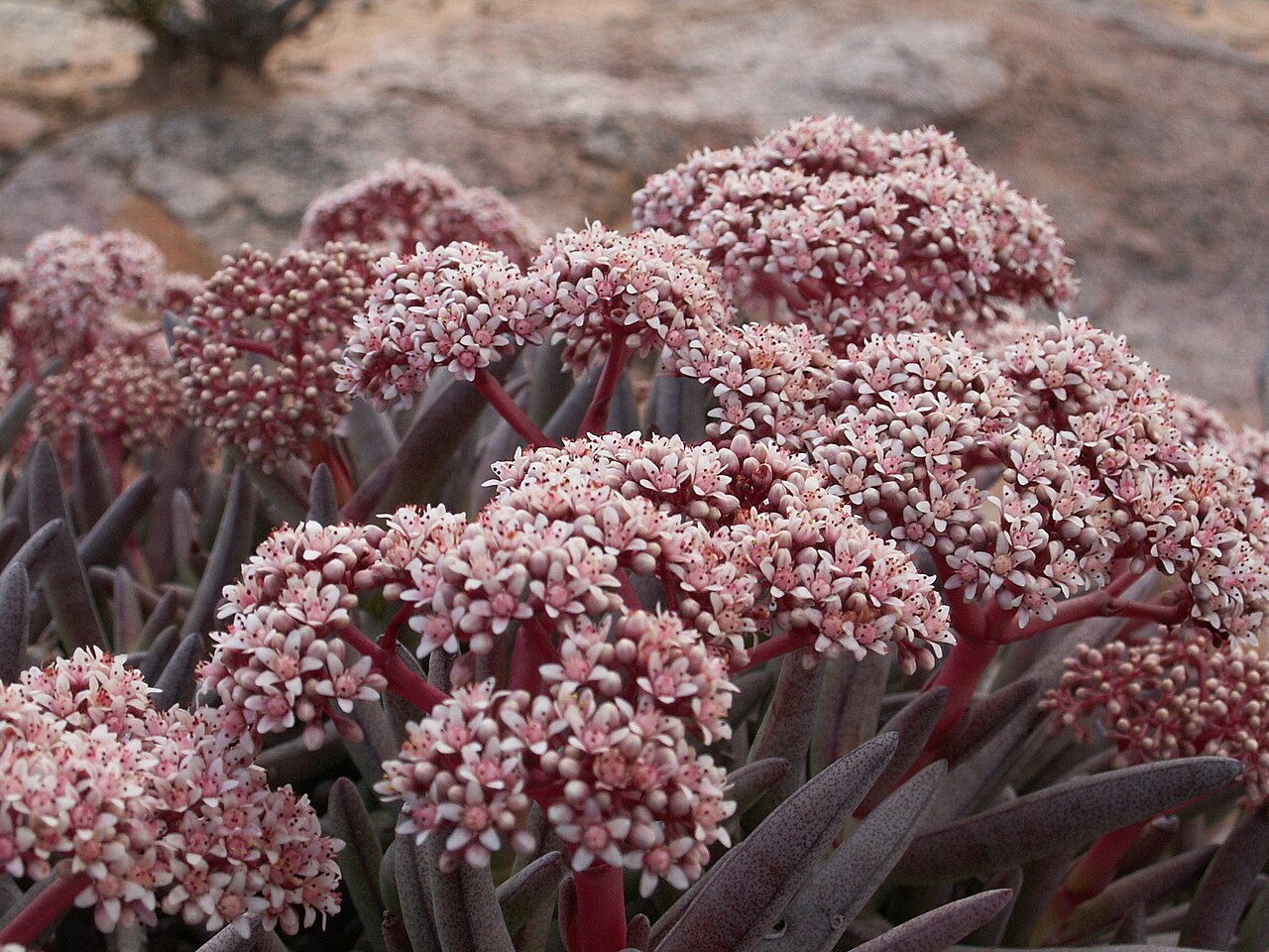 Crassula macowaniana: Crassulaceae Crassula macowaniana , Richtersveld National Park, Richtersveld Local Municipality, Namakwa District Municipality, Northern Cape, South Africa