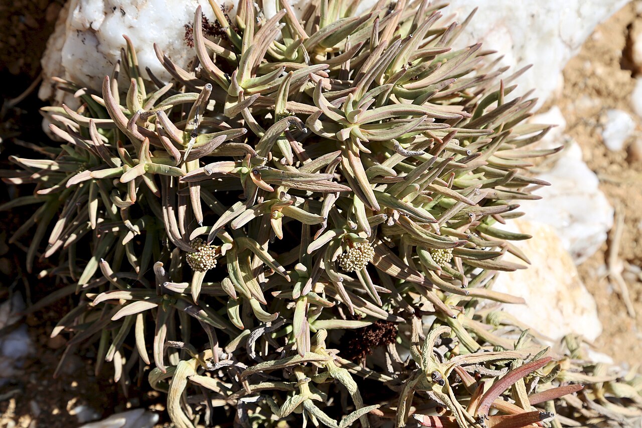 Crassula macowaniana: ǀAi-ǀAis/Richtersveld Transfrontier Park, Northern Cape, South Africa