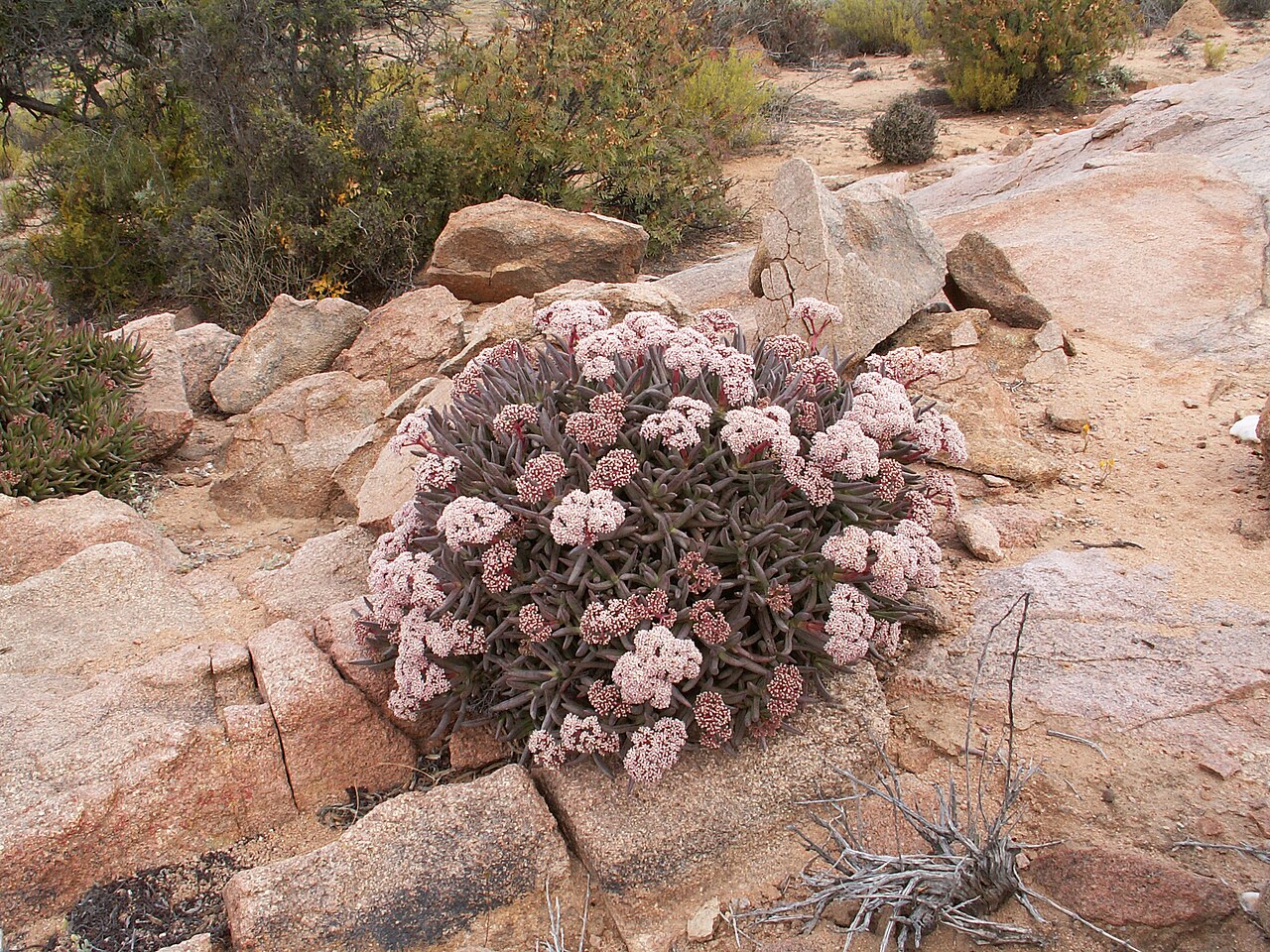 Crassula macowaniana: Crassulaceae Crassula macowaniana , Richtersveld National Park, Richtersveld Local Municipality, Namakwa District Municipality, Northern Cape, South Africa