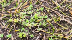 Crassula manaia (Crassula manaia)