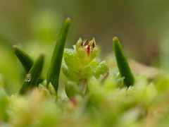 Crassula manaia (Crassula manaia)