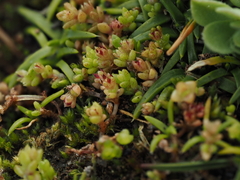Crassula manaia (Crassula manaia)