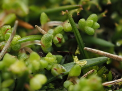 Crassula manaia (Crassula manaia)