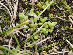 Crassula manaia (Crassula manaia)