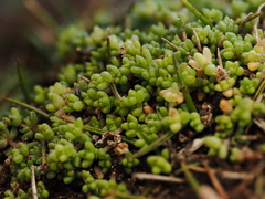 Crassula manaia (Crassula manaia)