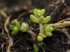 Crassula manaia (Crassula manaia)