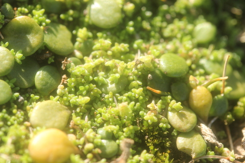 Crassula manaia (Crassula manaia)