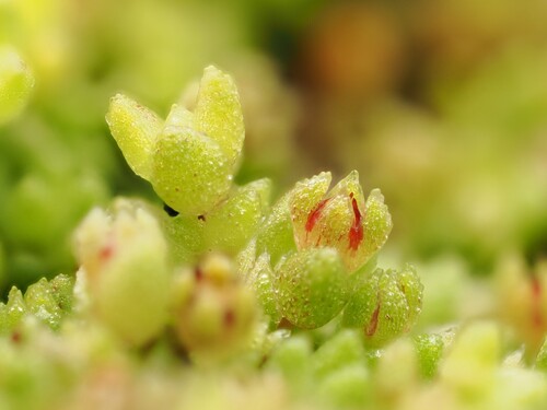 Crassula manaia (Crassula manaia)