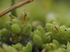 Crassula manaia (Crassula manaia)