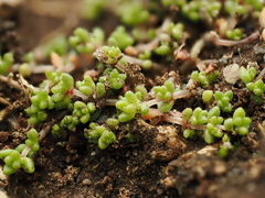 Crassula manaia (Crassula manaia)