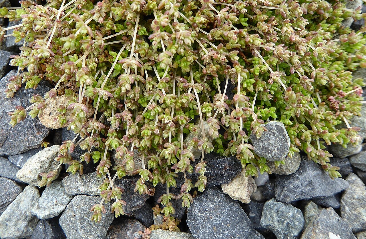 Crassula mataikona: Crassula mataikona in New Zealand