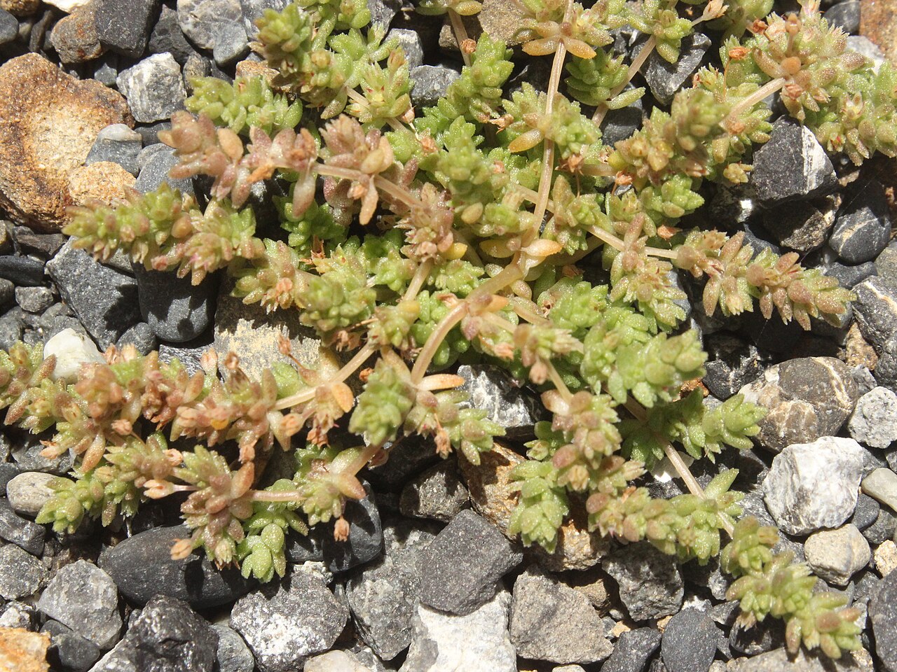 Crassula mataikona: Crassula mataikona in New Zealand