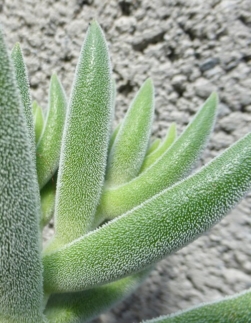 Crassula mesembryanthoides: C. mesembryanthemoides in a garden, California, U.S.A. Copyright © 2014 Zoya Akulova (unedited).