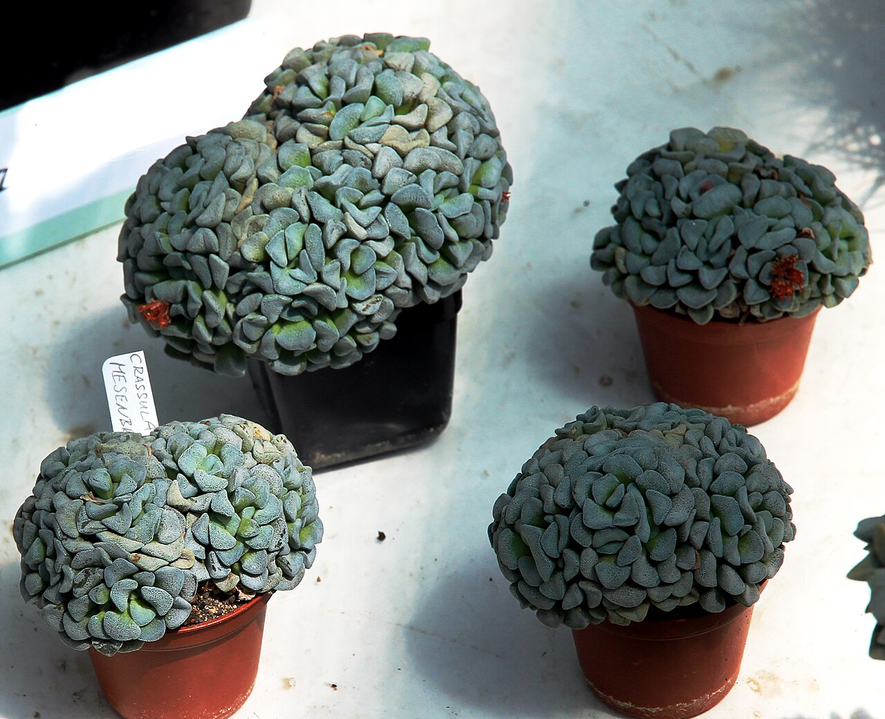 Crassula mesembryanthoides: Succulent Crassula mesembryanthoides on Exhibition of Cactuses and succulets in the Botanical Gardens of Charles University , 28.05. - 15.06.2016 Prague , Czech