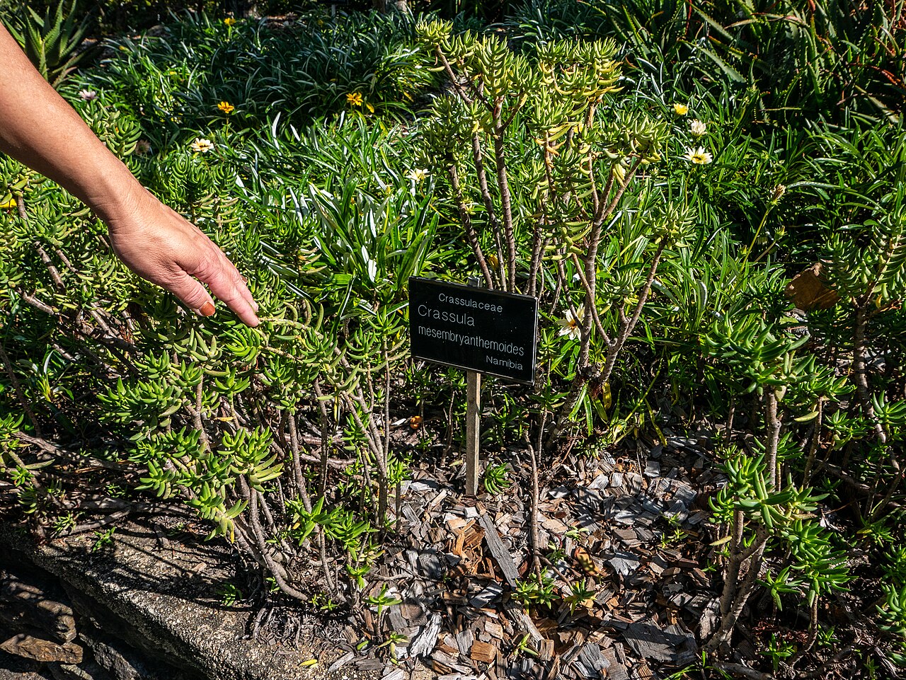 Crassula mesembryanthoides: The Arid Zone Garden is a popular feature at Brisbane Botanic Gardens, Mount Coot-tha .