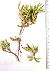 Crassula mollis (Crassula mollis)
