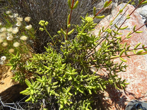 Crassula mollis (Crassula mollis)