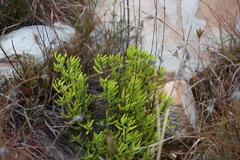 Crassula mollis (Crassula mollis)