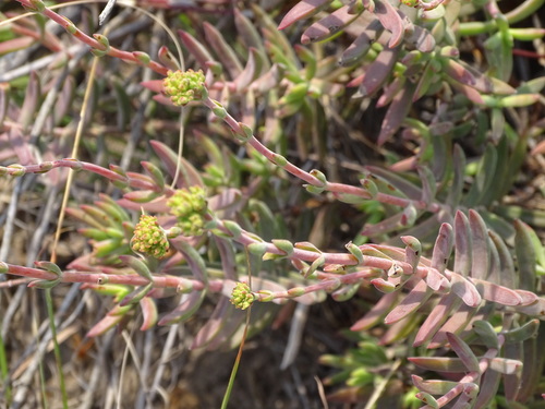 Crassula mollis (Crassula mollis)