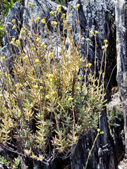 Crassula mollis (Crassula mollis)