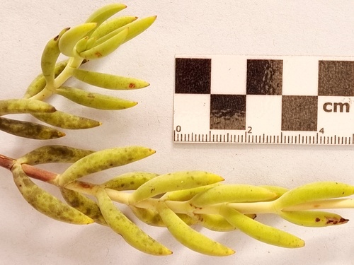 Crassula mollis (Crassula mollis)