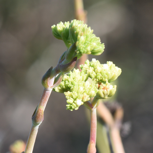 Crassula mollis (Crassula mollis)