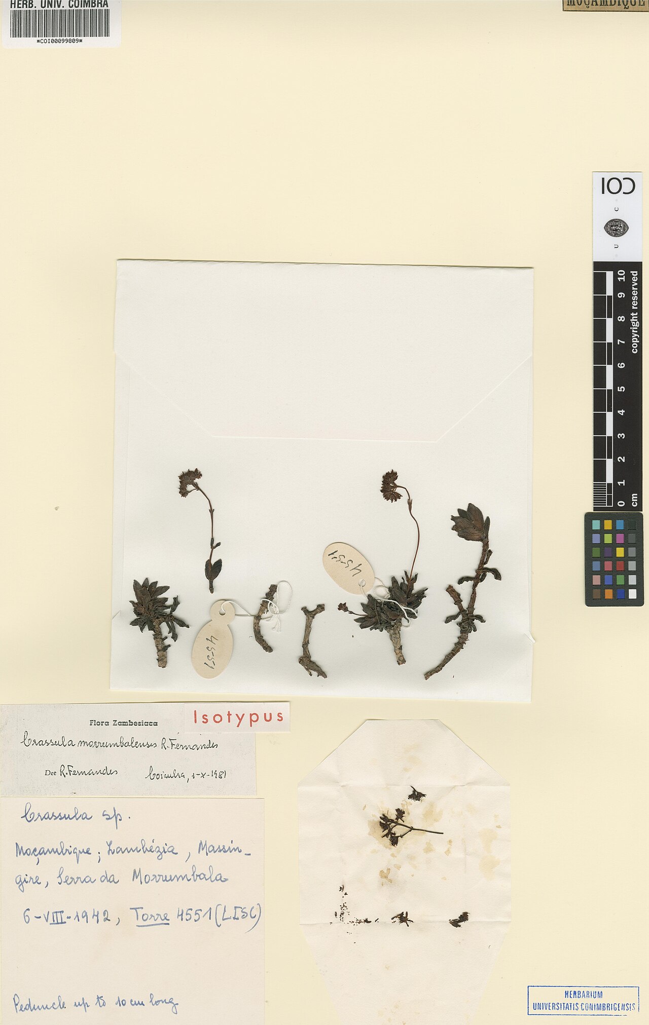 Crassula morrumbalensis: Photograph of Isotype of Crassula morrumbalensis at Herbarium of the University of Coimbra, Portugal (COI). Specimen COI00099809. http://coicatalogue.uc.pt/spec