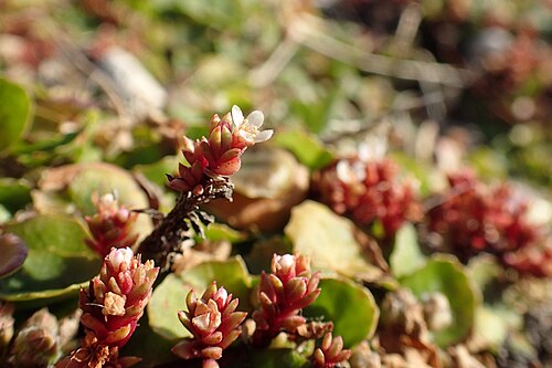 Crassula moschata: Crassula moschata in Punakaiki Pancake Rocks, West Coast