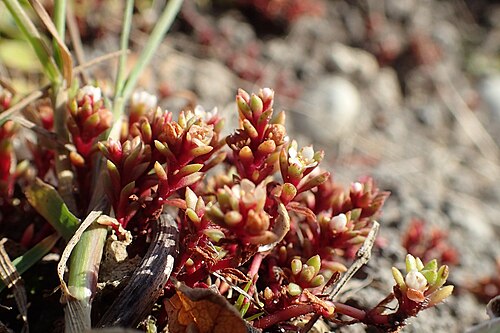 Crassula moschata: Crassula moschata in Punakaiki Pancake Rocks, West Coast