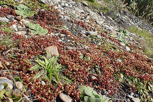 Crassula moschata: Crassula moschata in Punakaiki Pancake Rocks, West Coast